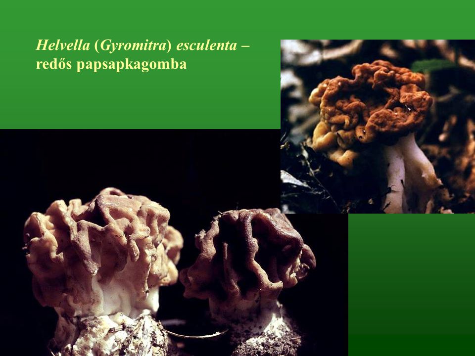 Helvella (Gyromitra) esculenta –