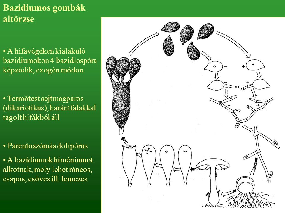 Bazidiumos gombák altörzse