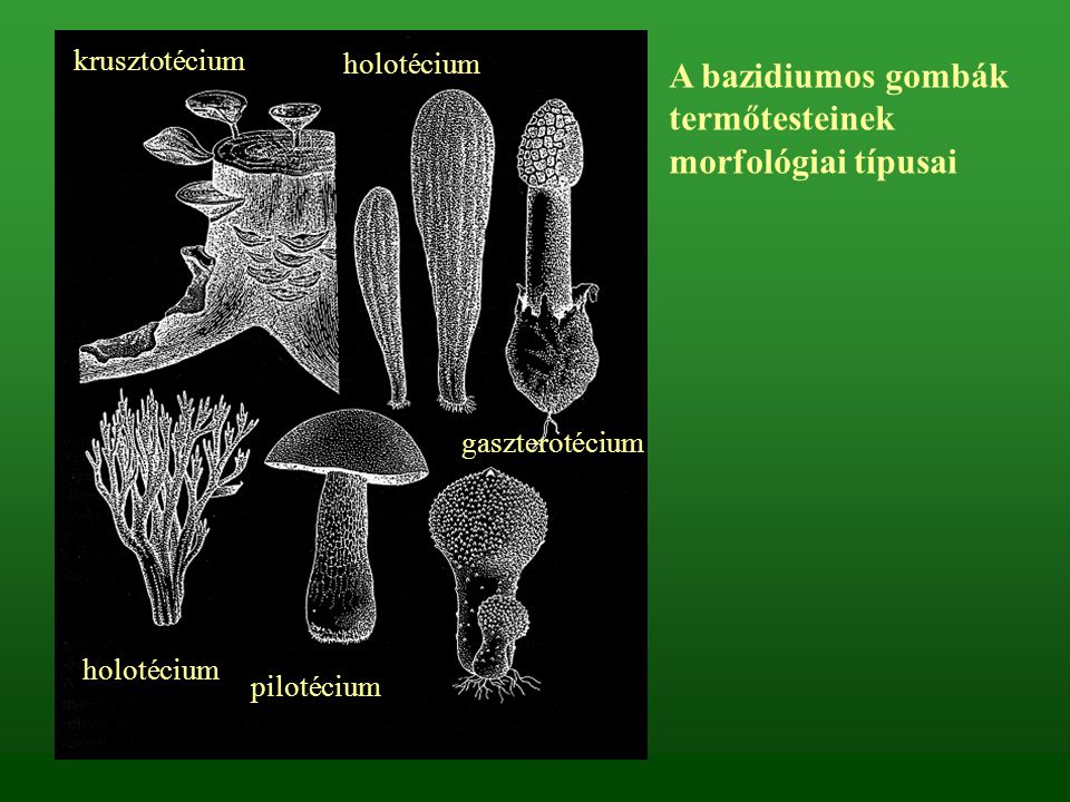 A bazidiumos gombák termőtesteinek morfológiai típusai
