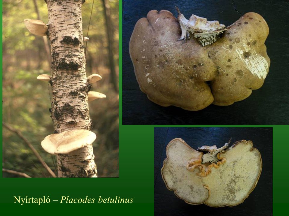 Nyírtapló – Placodes betulinus