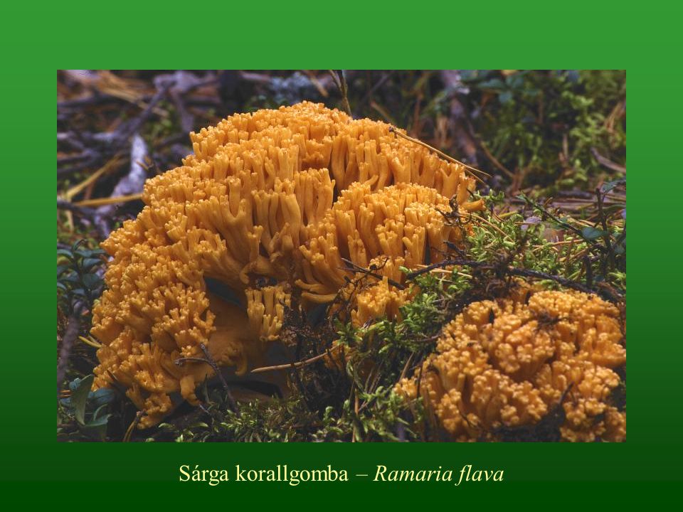 Sárga korallgomba – Ramaria flava