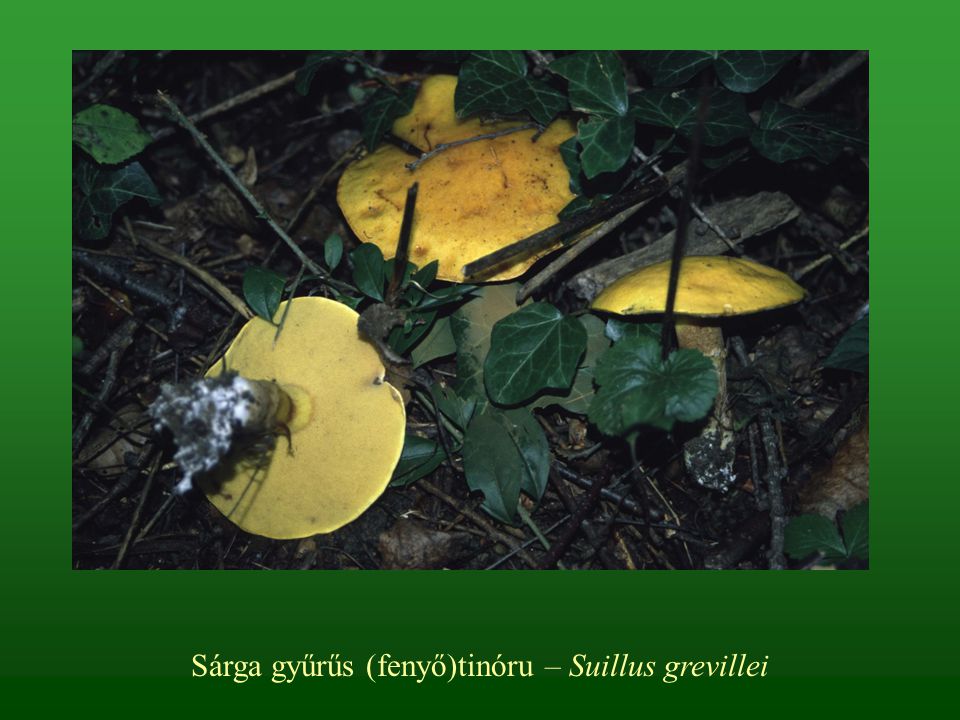 Sárga gyűrűs (fenyő)tinóru – Suillus grevillei