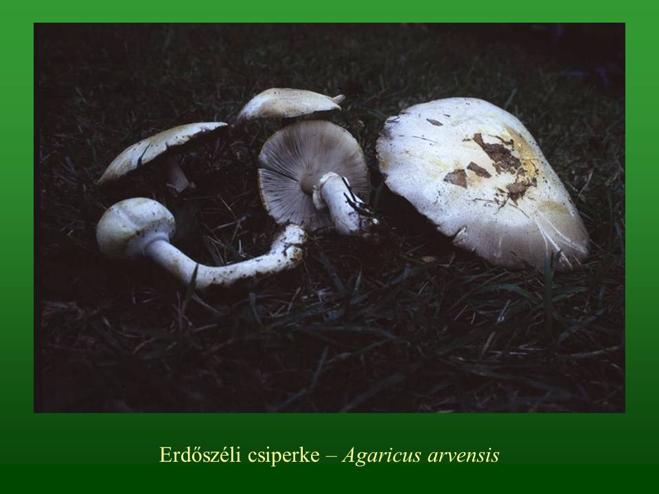 Erdőszéli csiperke – Agaricus arvensis