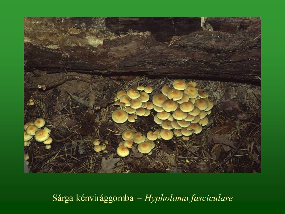 Sárga kénvirággomba – Hypholoma fasciculare