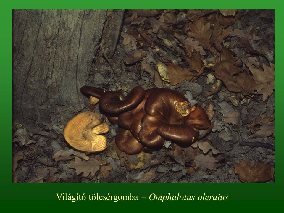 Világító tölcsérgomba – Omphalotus oleraius