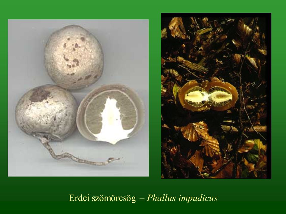Erdei szömörcsög – Phallus impudicus