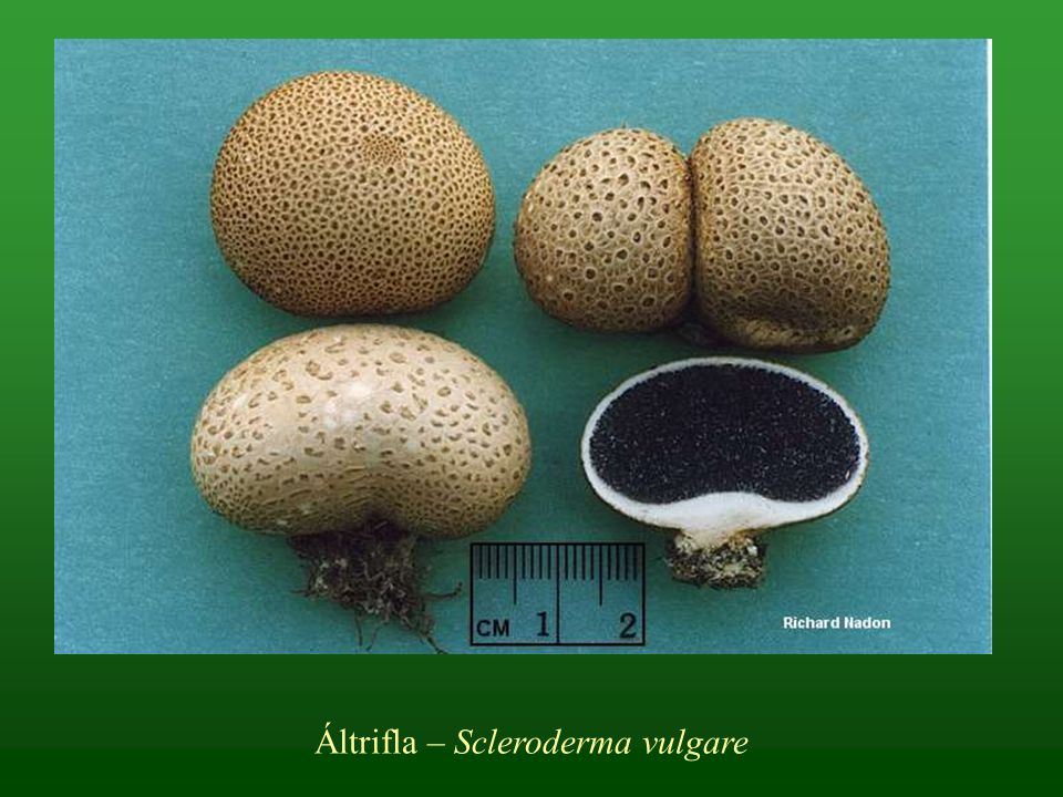 Áltrifla – Scleroderma vulgare