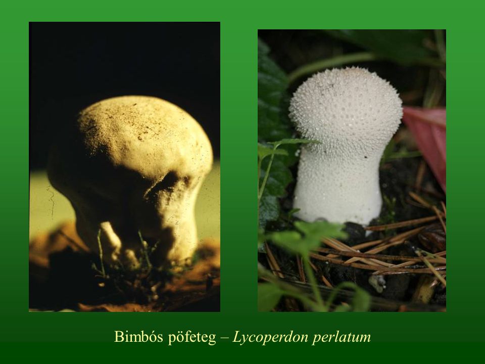 Bimbós pöfeteg – Lycoperdon perlatum