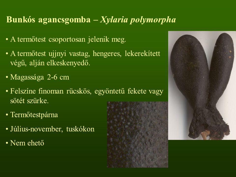 Bunkós agancsgomba – Xylaria polymorpha