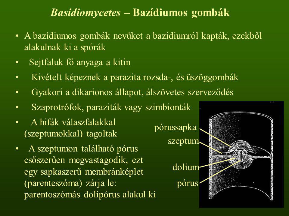 Basidiomycetes – Bazídiumos gombák