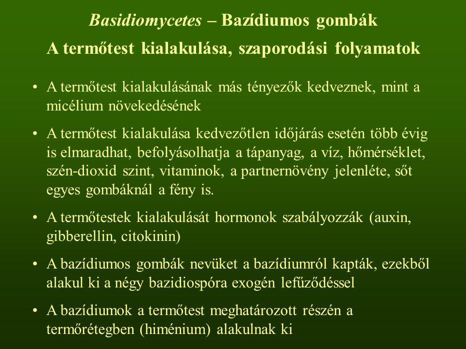 Basidiomycetes – Bazídiumos gombák