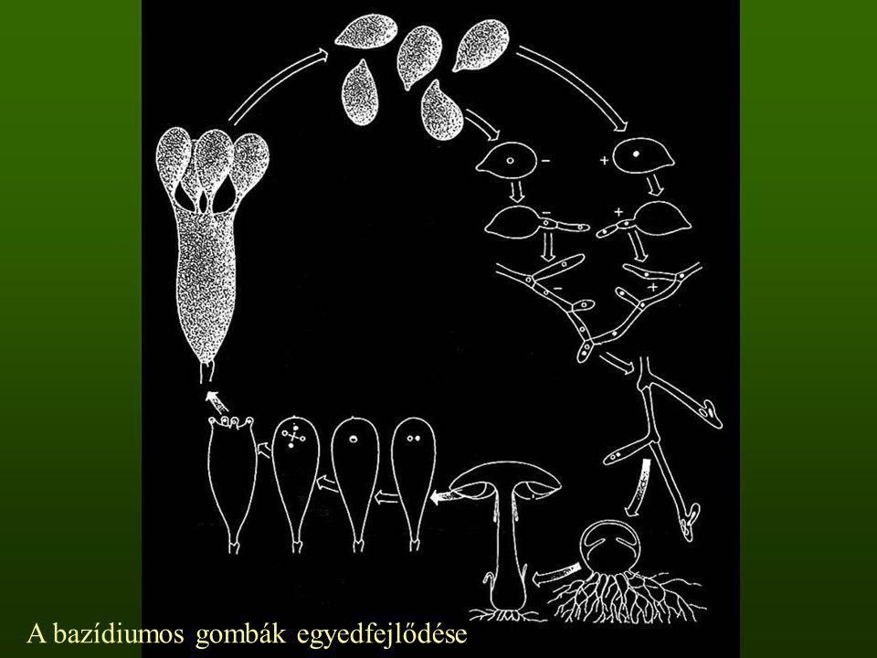 A bazídiumos gombák egyedfejlődése