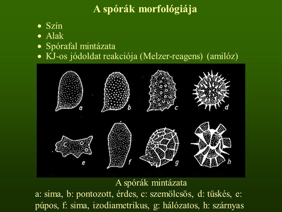 A spórák morfológiája Szín Alak Spórafal mintázata