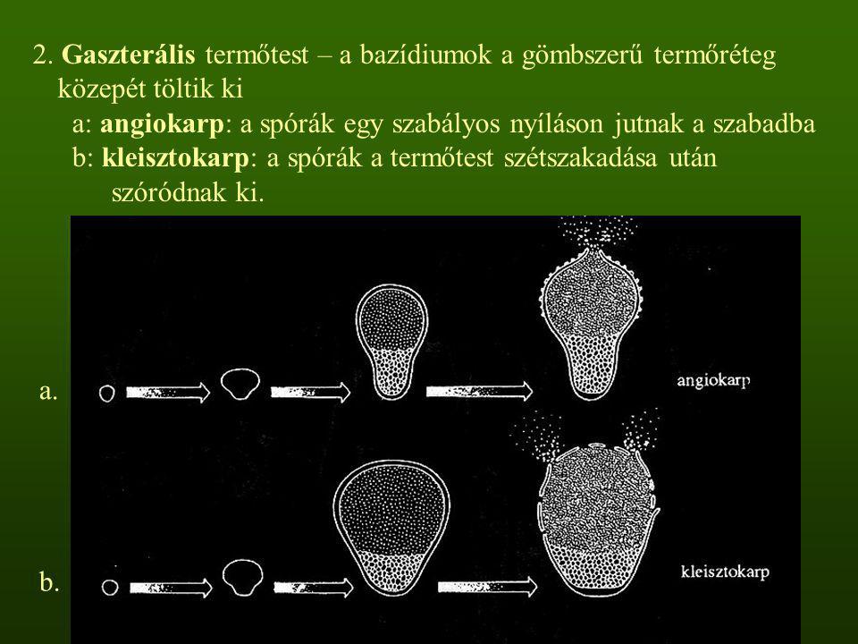 2. Gaszterális termőtest – a bazídiumok a gömbszerű termőréteg közepét töltik ki