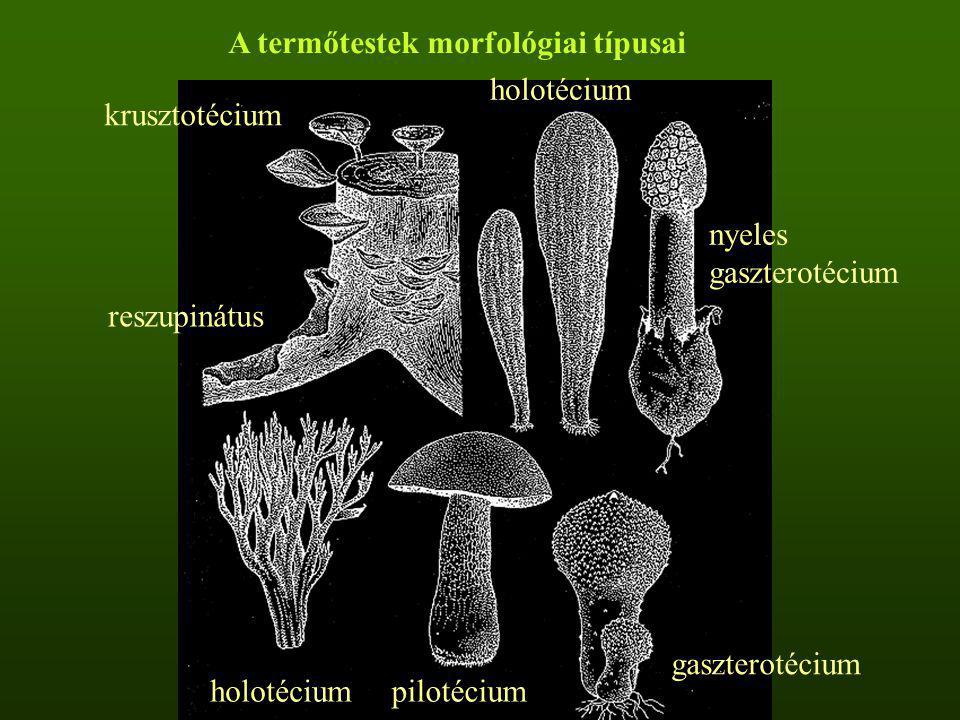A termőtestek morfológiai típusai