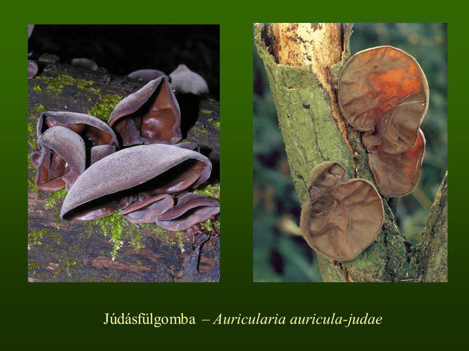 Júdásfülgomba – Auricularia auricula-judae