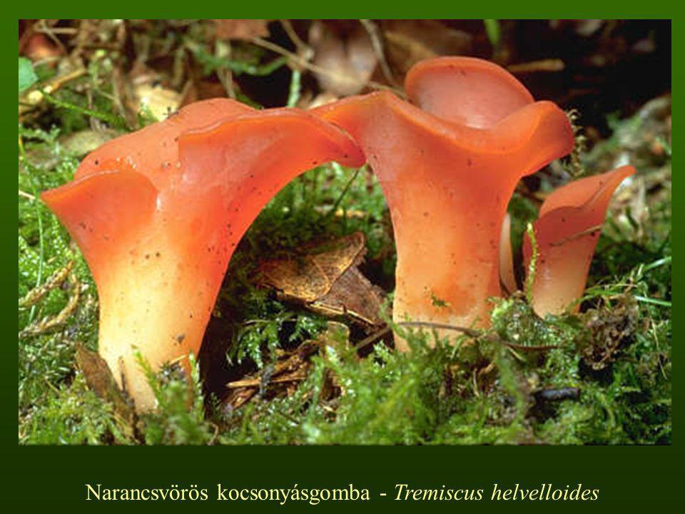 Narancsvörös kocsonyásgomba - Tremiscus helvelloides