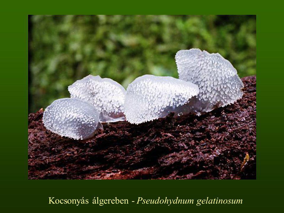 Kocsonyás álgereben - Pseudohydnum gelatinosum