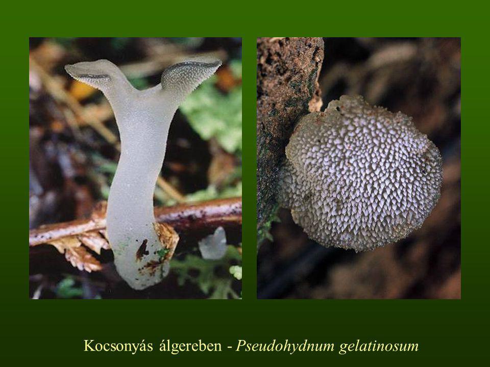 Kocsonyás álgereben - Pseudohydnum gelatinosum