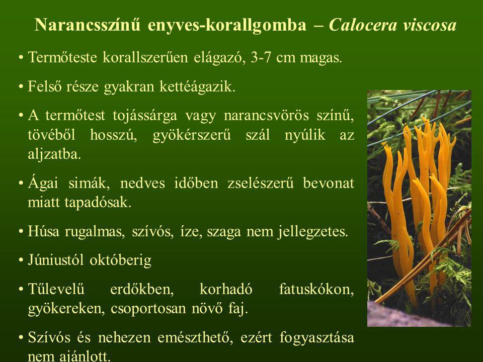Narancsszínű enyves-korallgomba – Calocera viscosa