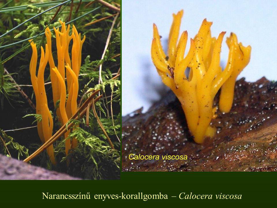 Narancsszínű enyves-korallgomba – Calocera viscosa
