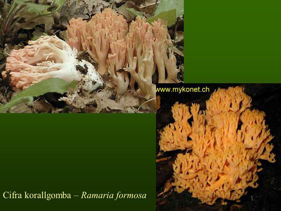 Cifra korallgomba – Ramaria formosa