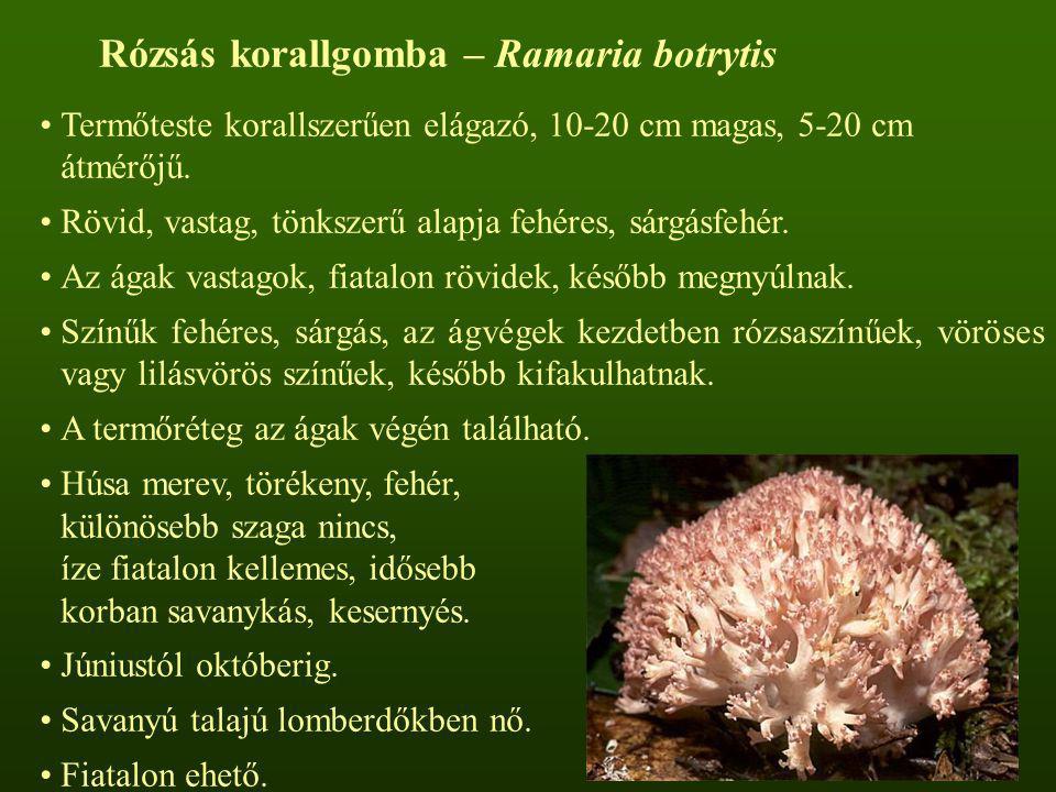 Rózsás korallgomba – Ramaria botrytis