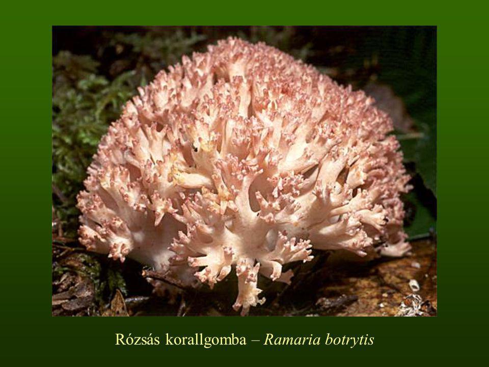 Rózsás korallgomba – Ramaria botrytis