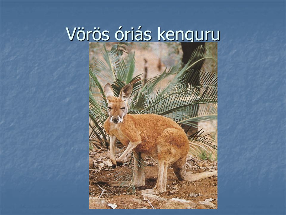 Vörös óriás kenguru