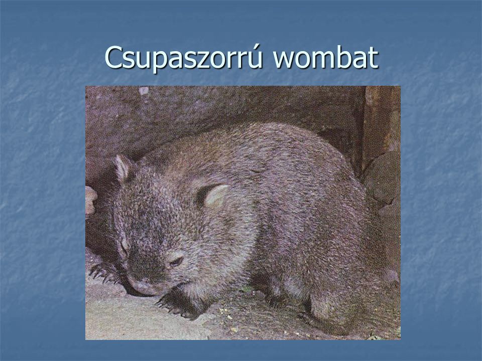 Csupaszorrú wombat