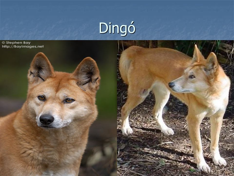Dingó