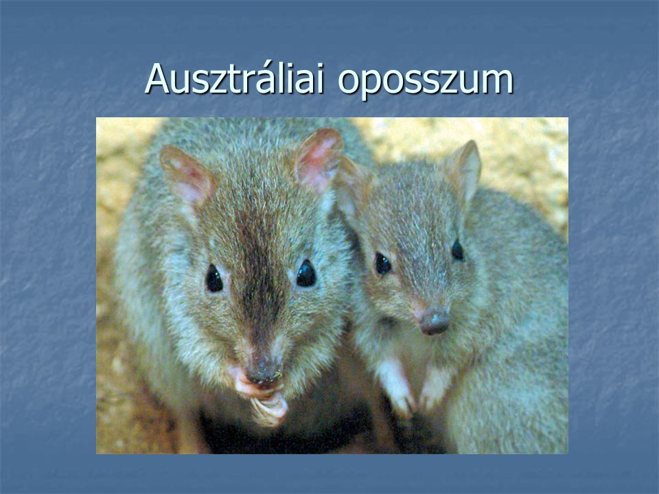 Ausztráliai oposszum