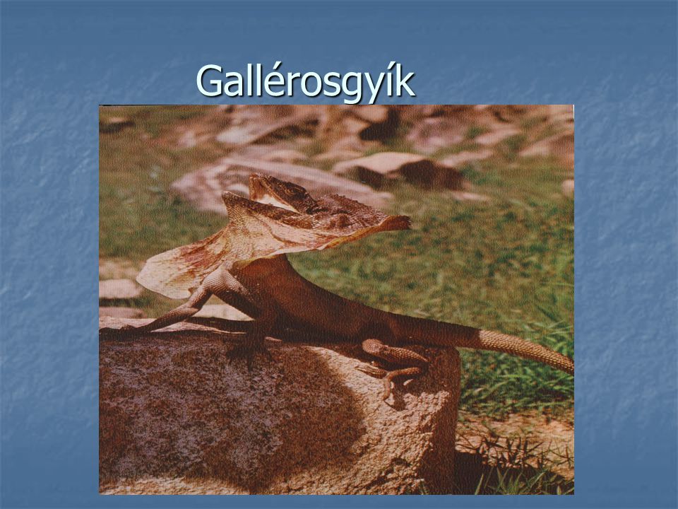 Gallérosgyík