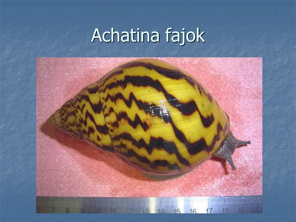 Achatina fajok