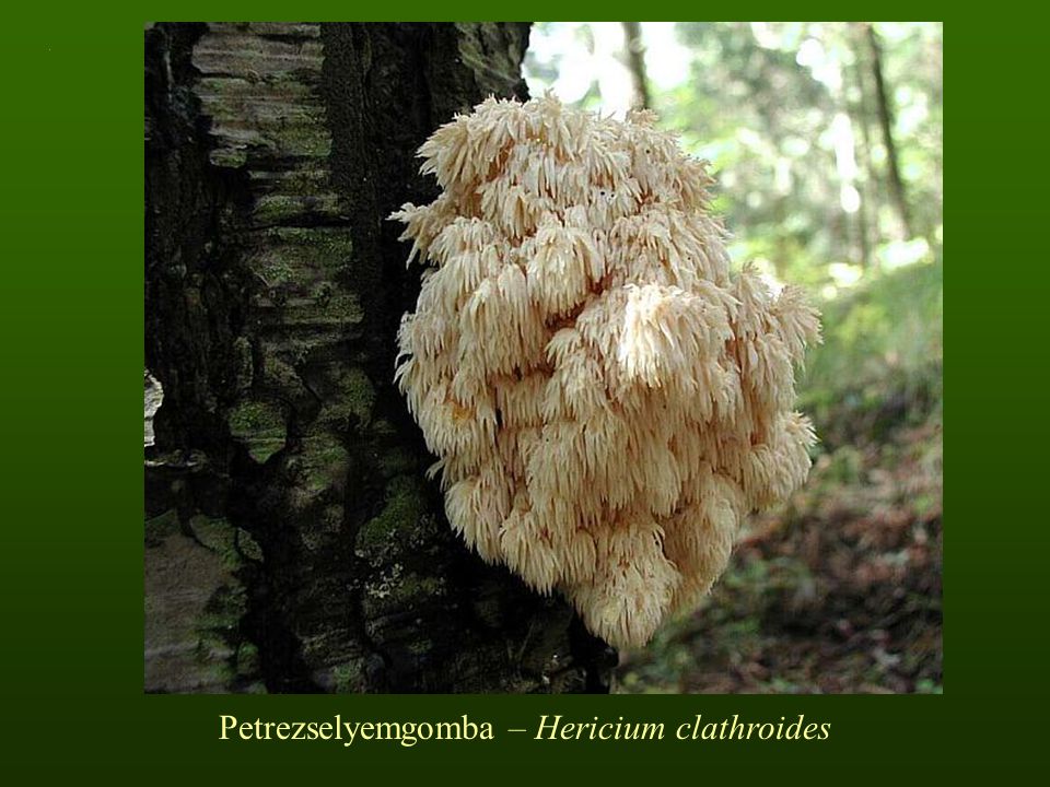 Petrezselyemgomba – Hericium clathroides