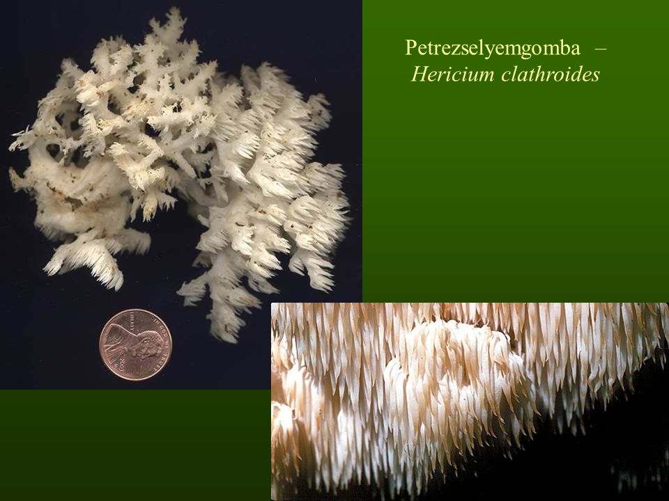 Petrezselyemgomba – Hericium clathroides