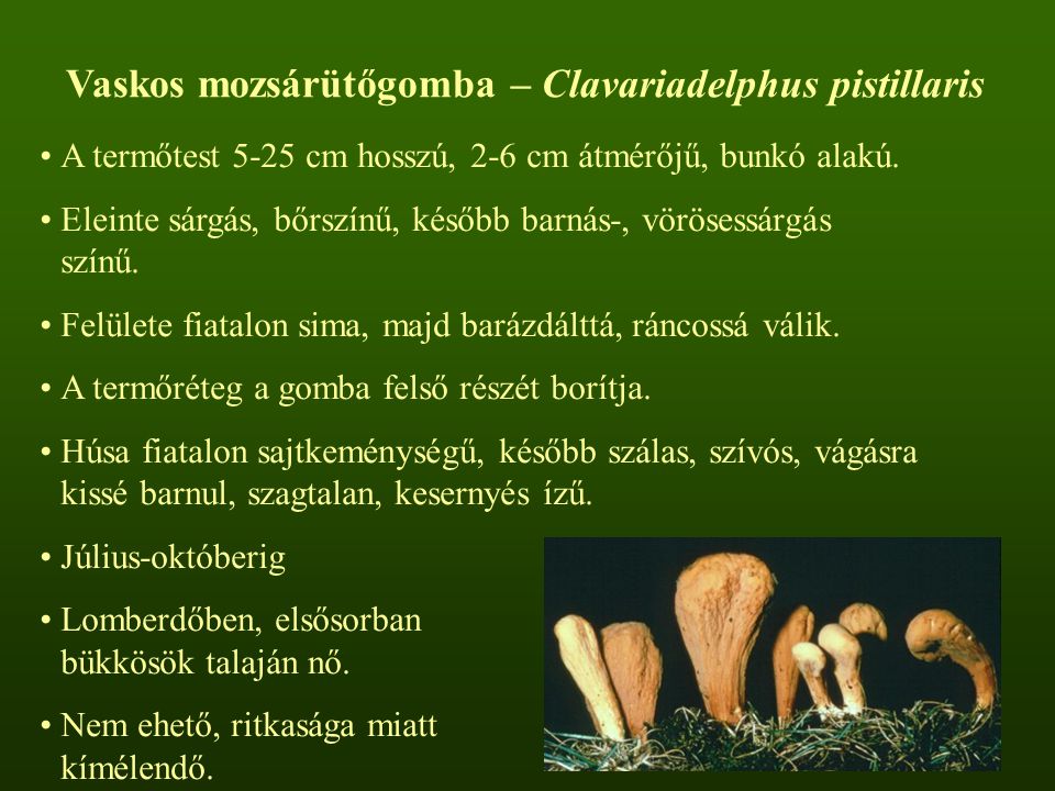 Vaskos mozsárütőgomba – Clavariadelphus pistillaris