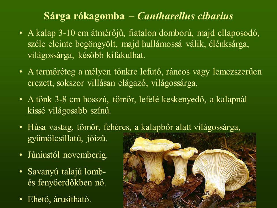 Sárga rókagomba – Cantharellus cibarius