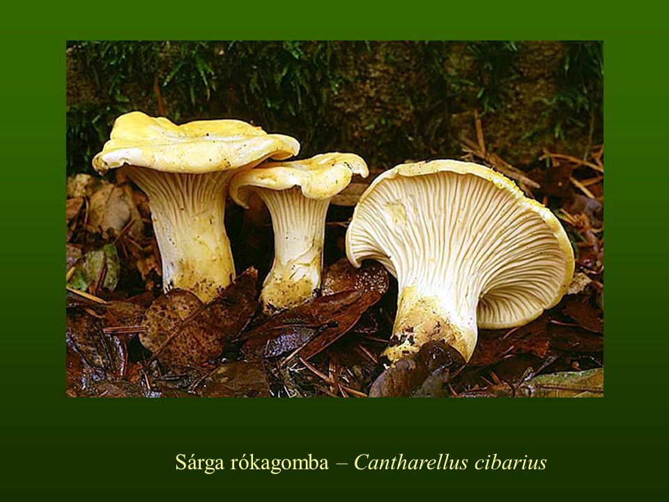 Sárga rókagomba – Cantharellus cibarius