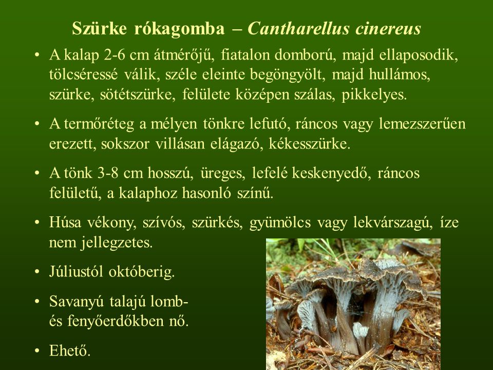 Szürke rókagomba – Cantharellus cinereus