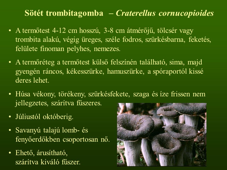Sötét trombitagomba – Craterellus cornucopioides