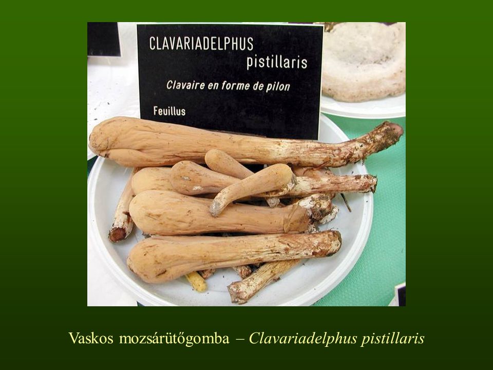 Vaskos mozsárütőgomba – Clavariadelphus pistillaris