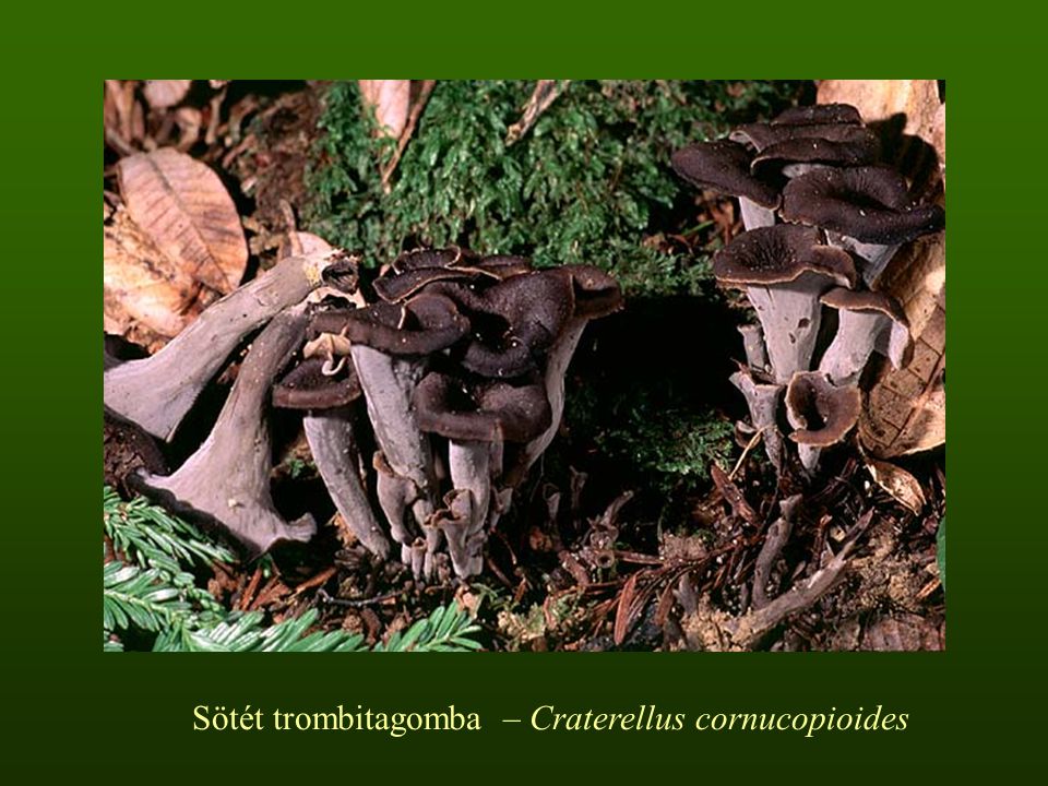 Sötét trombitagomba – Craterellus cornucopioides