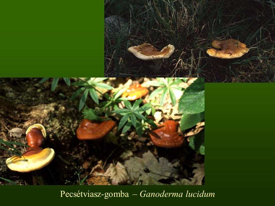 Pecsétviasz-gomba – Ganoderma lucidum