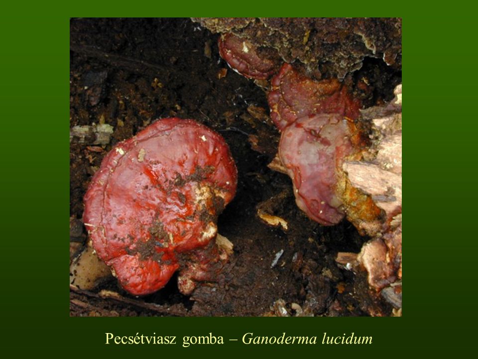 Pecsétviasz gomba – Ganoderma lucidum