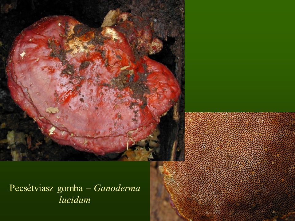 Pecsétviasz gomba – Ganoderma lucidum
