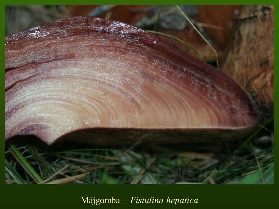 Májgomba – Fistulina hepatica