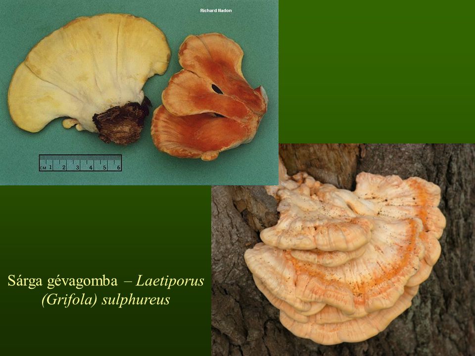 Sárga gévagomba – Laetiporus (Grifola) sulphureus