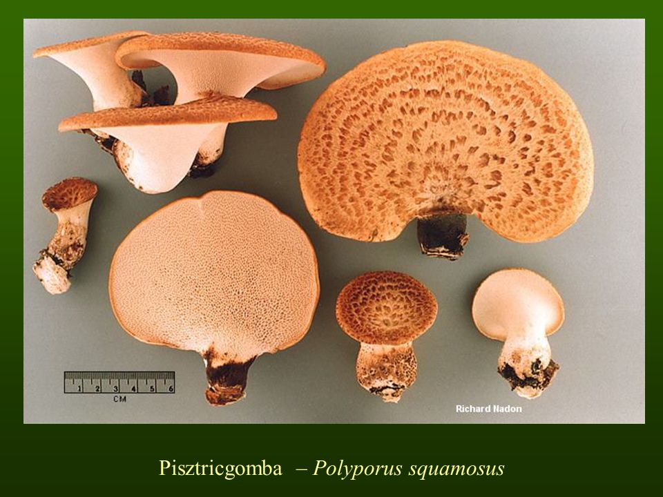 Pisztricgomba – Polyporus squamosus
