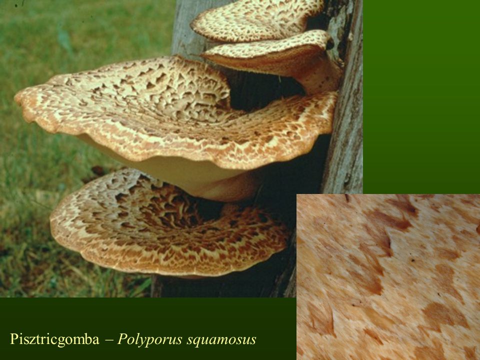 Pisztricgomba – Polyporus squamosus